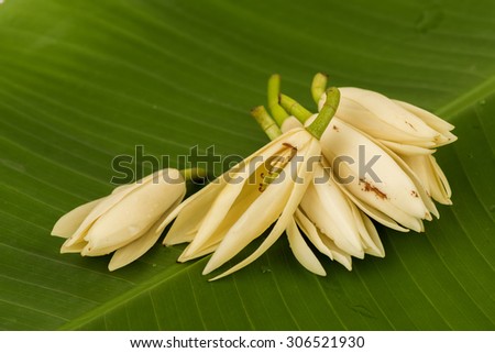 White Champaka Flowers on a background of green banana leaf, medicinal properties