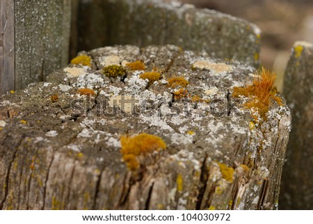 Old stump with various lichens