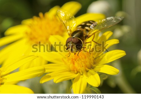 Hover-fly on a yellow flower.