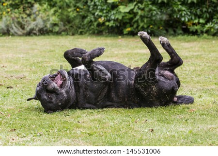 A happy Staffordshire Bull Terrier dog rolling on grass