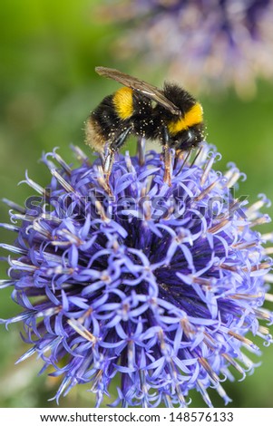 A bummble bee on purple, round, allium