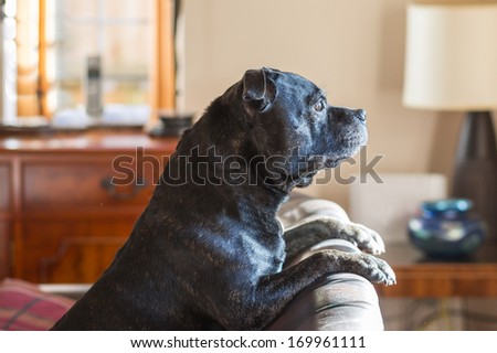 A dog resting on the back of a sofa looking out of a window waiting for his owner
