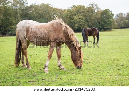 Wild, New Forest ponies, Hampshire, England