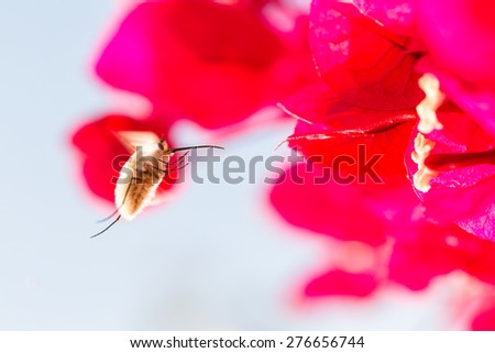 A bee fly with a long thin proboscis hovers in front of reddish pink bougainvillea flowers collecting nectarine Ayamonte, Andalucia, Spain,