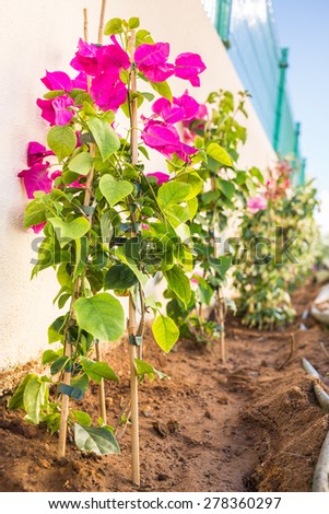 New Bougainvillea and Jasmine plants being planted along a white boundary wall, the irrigation pipes and canes can be seen, the fertiliser will be added next.