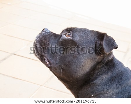 Portrait of a Staffordshire bull Terrier dog, profile of his head, looking up with mouth shut.