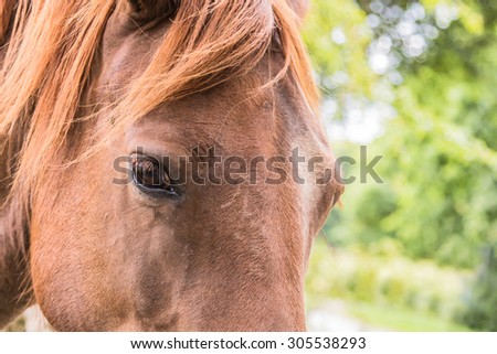 Eye and head portrait of a chestnut new forest pony. The horse is standing in the forest, woodland area, looking at the camera.