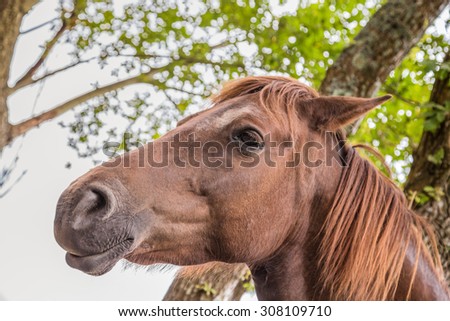 Head shot portrait of a chestnut new forest pony. The image looks up at the horse\'s head through trees to the sky.
