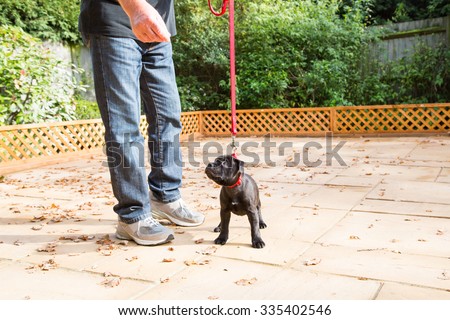 A cute small black staffordshire bull terrier puppy stands on a red lead, leash, on a patio,   looking up at a man with jeans and sport shoes.