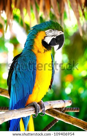 parrot shot