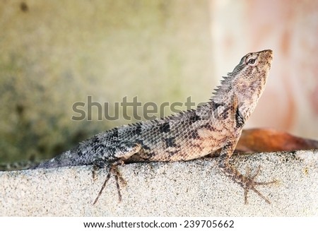 grey agama lizard sitting on a stone