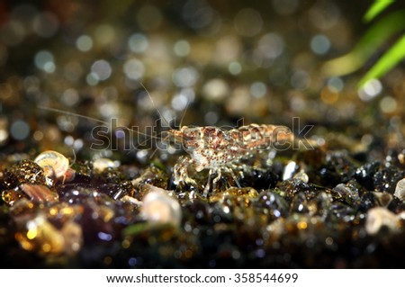 freshwater shrimp closeup shot in aquarium, natural lighting