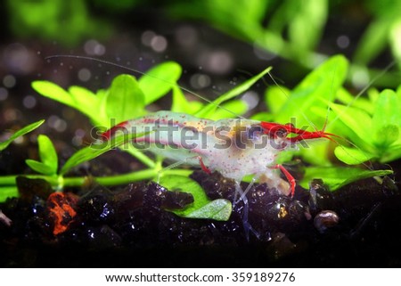 freshwater shrimp closeup shot in aquarium, natural lighting