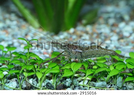 Aquarium Freshwater Shrimp