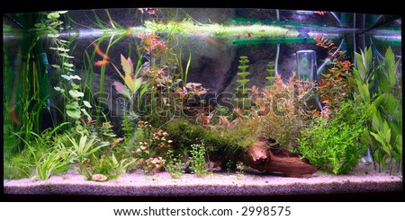 Panorama of large aquarium, natural lighting