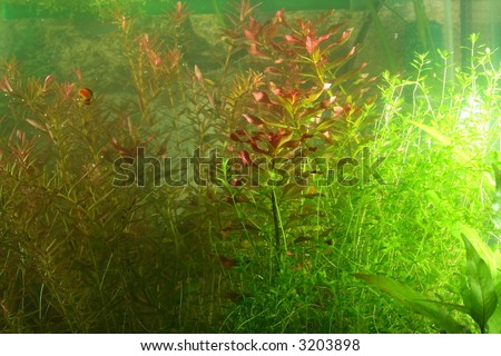 aquarium fragment scene, natural colors not filtered