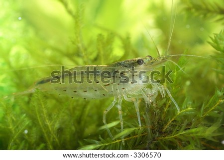 freshwater shrimp close-up shot in aquarium, natural lighting