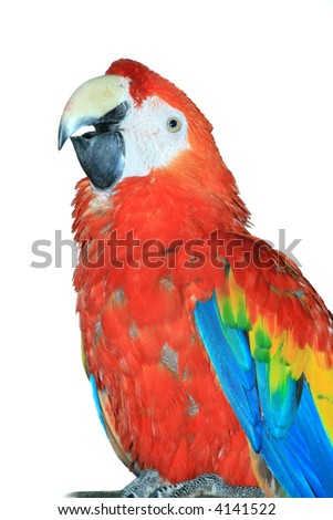 red macaw parrot isolated on white