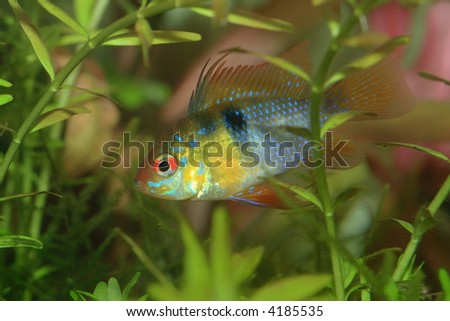 the exotic fish in aquarium, natural lighting