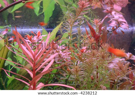 exotic red water plant in aquarium