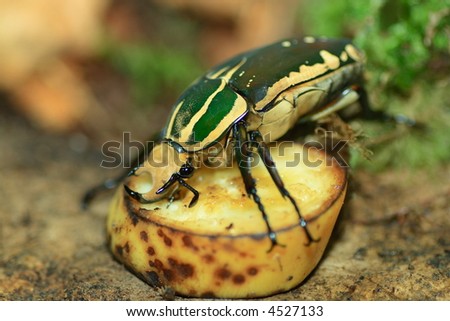 goliath bug