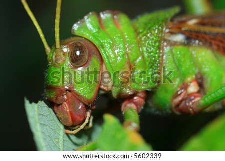 Grasshopper Eating