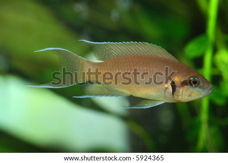 the exotic fish in aquarium, natural lighting