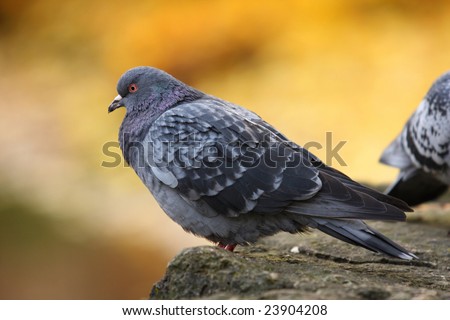 pigeon sitting on a stone at morning time