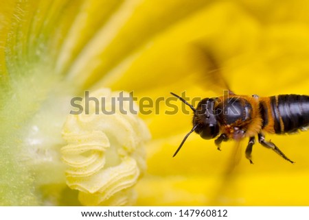 Bee pollen swarm flying pumpkin.