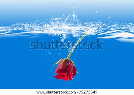 Rose water thrown by a blue background.