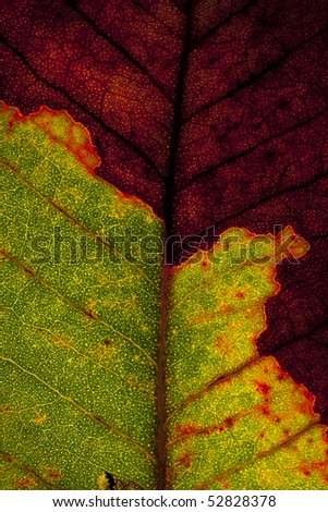 A Diseased Leaf with light coming through from underneath it highlighting its structure and veins.