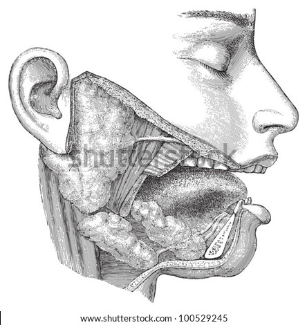 Human Anatomy Nose