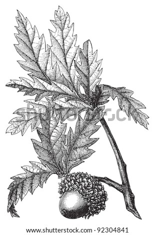 valonia oak