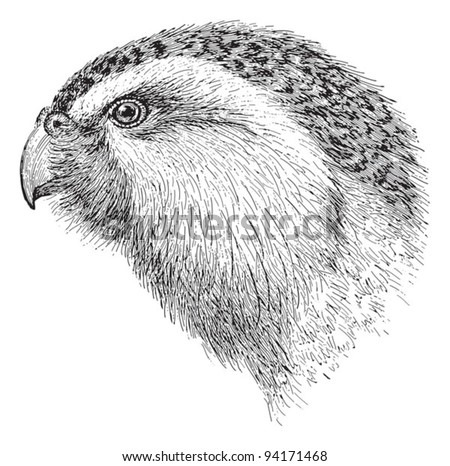 Kakapo Strigops Habroptila