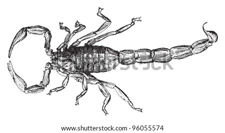 Common Scorpion