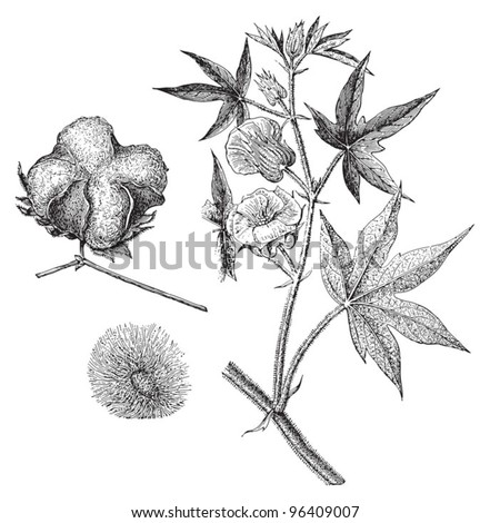 cotton illustration