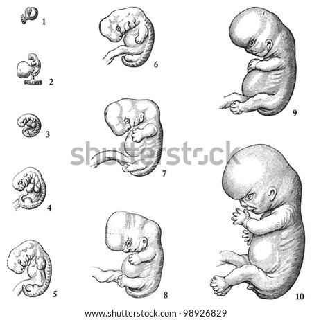 Embryo Stages