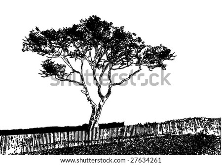 tree silhouette vector. stock vector : Vector Tree