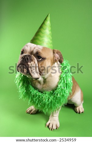 English bulldog with serious expression wearing lei and party hat and sitting on green background.