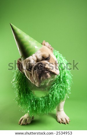 English bulldog with curious expression wearing lei and party hat and sitting on green background. English bulldog with curious expression wearing lei and party hat and sitting on green background.