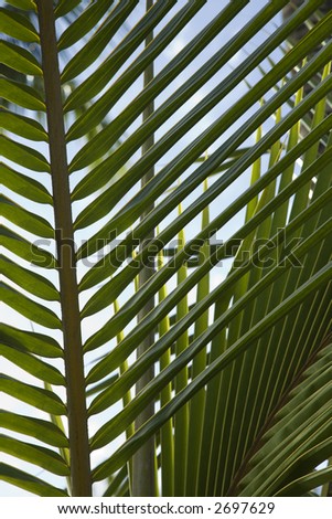 Close up of palm frond against blue sky in Maui, Hawaii, USA.
