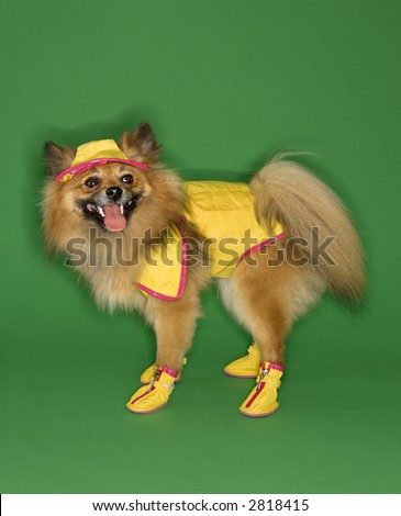 Brown Pomeranian dog wearing rain gear.