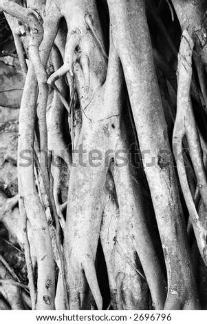 Close-up black and white of Banyan tree roots.