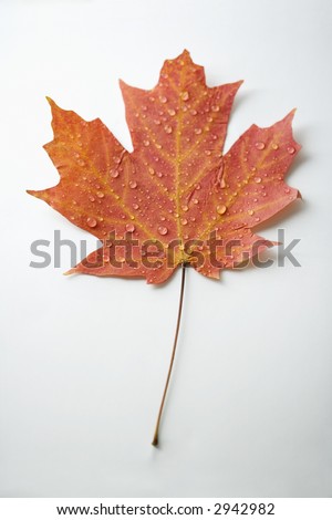 Sugar Maple leaf  in Fall color sprinkled with water droplets against white background.