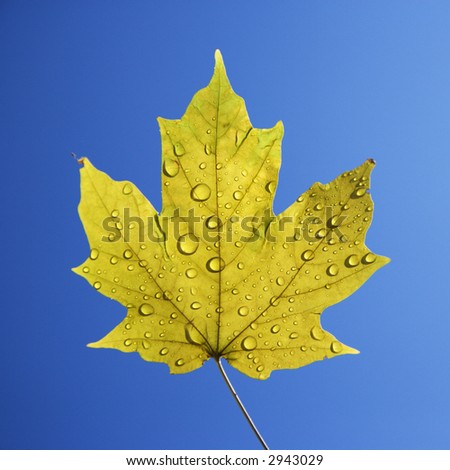 Sugar Maple leaf sprinkled with water droplets against blue background.