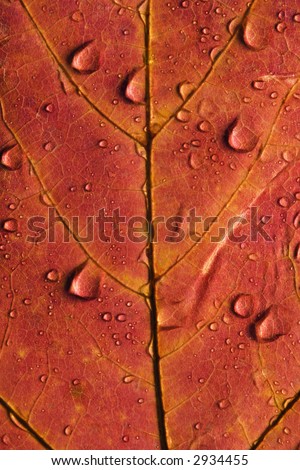 Close-up of Sugar Maple leaf in Fall color sprinkled with water droplets.