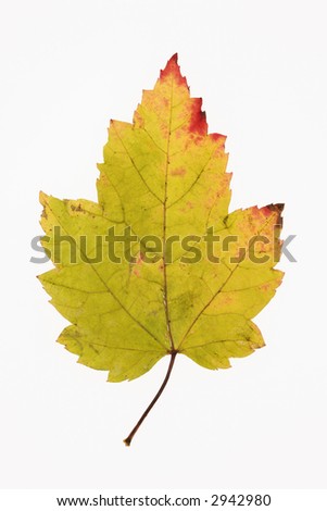 Leaf In Fall