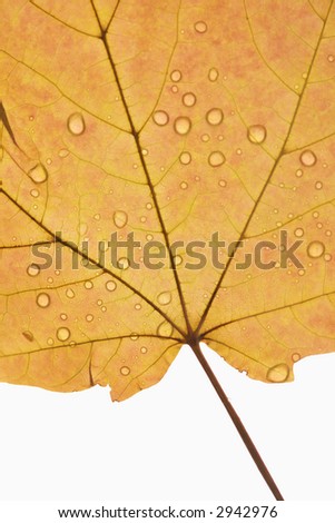 Close-up of Sugar Orange Maple leaf sprinkled with water droplets against white background.