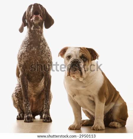 German Shorthaired Pointer german shorthaired pointer. German Shorthaired Pointer