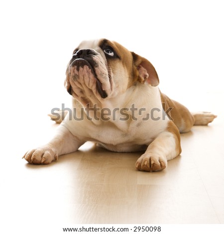 English Bulldog lying on floor looking up. English Bulldog lying on floor looking up.